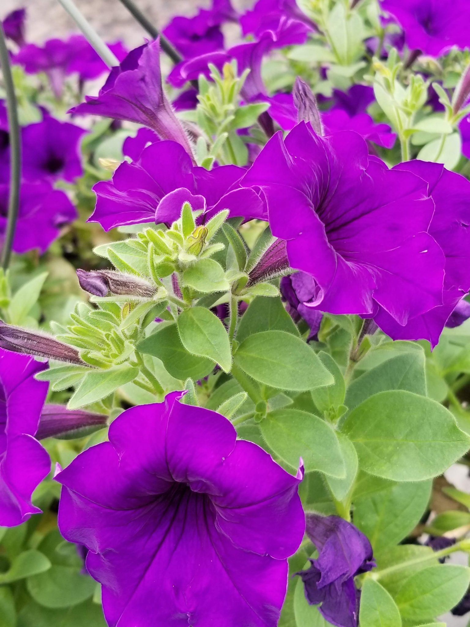 Wave Petunia Hanging Basket 10″ Growing Gardens