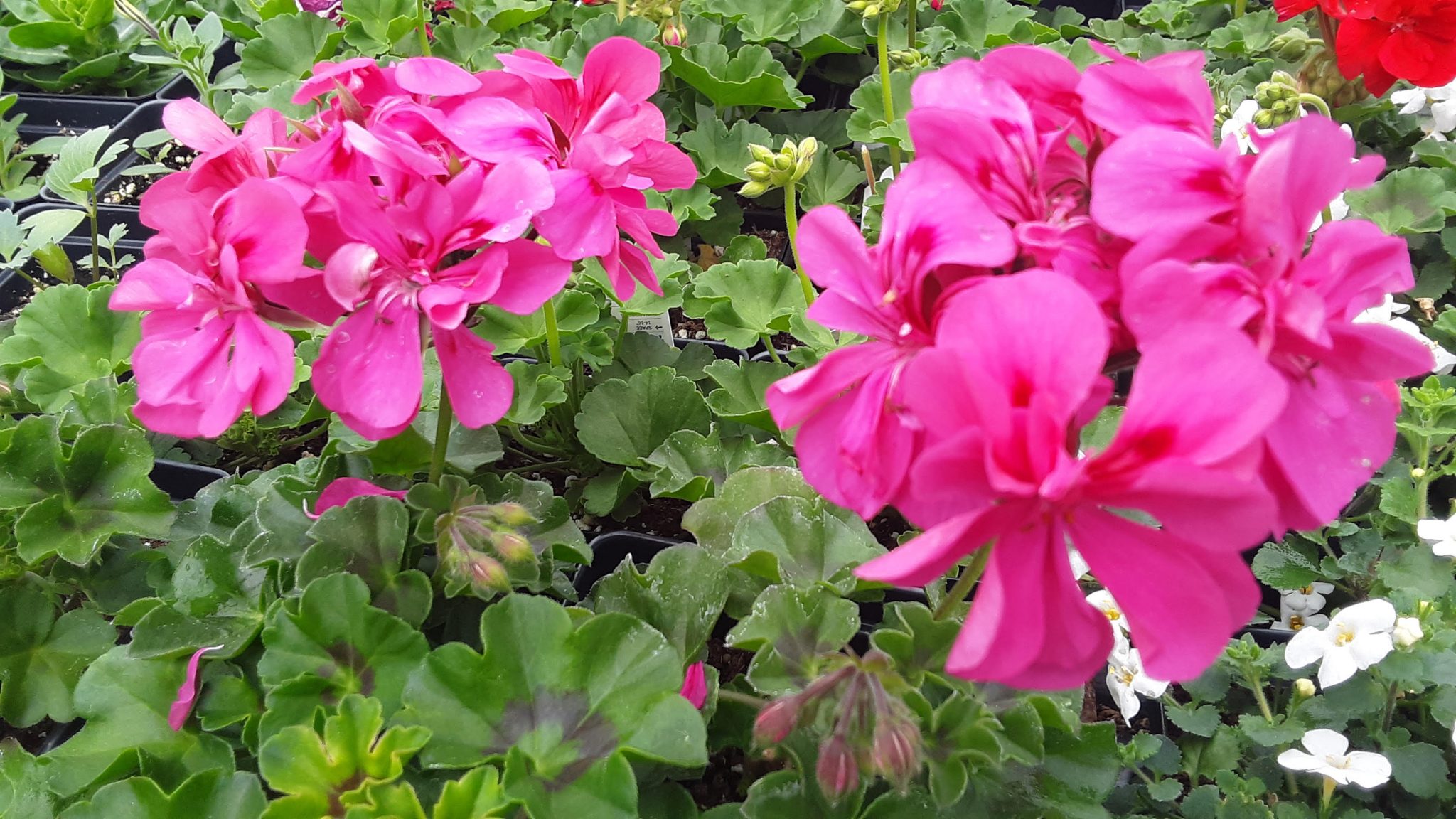 Ivy Geranium Growing Gardens